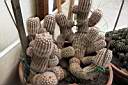 ECHINOCEREUS MELANOCENTRUS.jpg